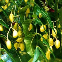 허브야 닷컴 님오일 (neem oil) 비정제 50ml, 100ml