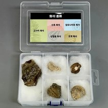 화석 5종세트(산호.암모나이트.고사리.삼엽충.조개)