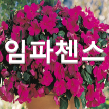 임파첸스(대즐러 바이올렛)(1000립) 1봉