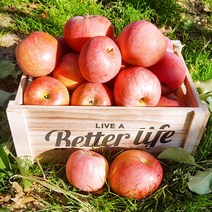 행복애농원 못난이부사 사과10kg, 10kg(30~40과)중과, 1개