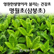 [모종심는아빠] 영원한생명이라 불리는 건강초 명월초 삼봉초 당뇨초 모종, 모종3컵, 1개