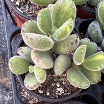 올식스 웅동자녹금, 1개