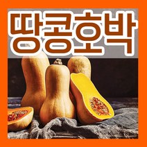 이태리 땅콩호박 씨앗 10립 버터호박 씨 파종재배 키우기, 1개