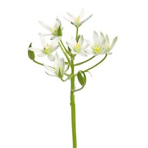 은은한 오니소갈룸 100x73cm 액자/ 아트액자 이미지월 꾸미기 인테리어장식, 알루미늄 (블랙)