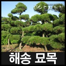 해송 실생3년(1-2묘) 묘목 나무 원예 종자 씨앗