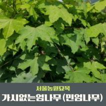 서울농원묘목/가시없는엄나무 민엄나무묘목 2년생 두릅나무 전국 식재가능 뿌리묘 특묘, 40~60cm
