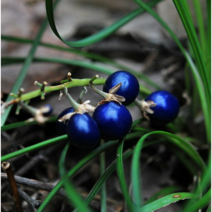 서울농원묘목/소엽맥문동 모종 애란 1판(24EA) 화초주변 식재용 잔디대용 정원 화단 가드닝