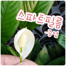 꽃나라엘리스 스파트필름(중엽)-미국 NASA가 추천한 대표적 공기정화식물~