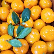 후니팜 고당도 제주 감귤 5kg, 중대과 5kg