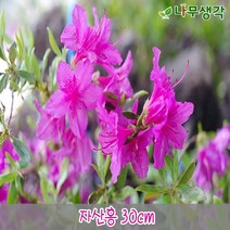 착한가격 나무생각 / 철쭉모음 / 30cm/40cm / 5주묶음, 주, 자산홍 30cm 5주묶음