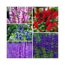 파종 당해년 개화 허브 세이지Sage Salvia 5종 깨꽃 블루세이지 페인티드세이지 숙근사루비아 클라리세이지
