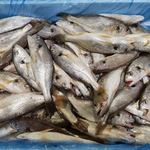 제주 백조기 국산 조기 생물 식당용 생조기 보구치 한상자, 생물 백조기 대 4kg