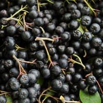 아로니아 생과 5kg/엄마애손204, 1개, 단품