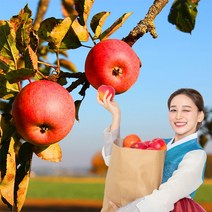 욜케이유 부사 꿀 사과 맛있는 정품 못난이 주스용 가정용 흠집 경북 충주 거창, 가정용 꼬마과 48-51과 10kg
