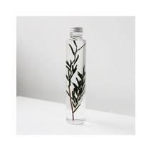 Plant Specimen : Melaleuca alternifolia [200ml] - 식물표본 : 티트리