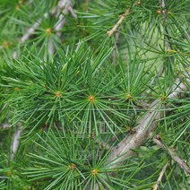 시더우드(프리미엄) EO 천연 에센셜 오일 10ml 50ml 100ml 500ml 1L