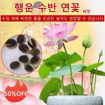 1+1 관상용 수반 연꽃 미니연꽃 식물 미니연꽃키우기 수경식물 실내식물 연꽃 씨앗, 혼합색 연꽃씨 20톨, 20개X30