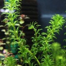 검정말 수초 2촉 (7~10cm), 단품