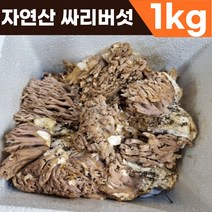 [산지직송] 2023년 9월 채취 국산 국내산 자연산 생 참 싸리버섯 참싸리버섯 자연산버섯 쫄깃한 싱싱한 자연산싸리버섯 싸리버섯자연산 생싸리버섯 생물싸리버섯, 1개, 1kg