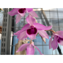 덴드로비움 네스터 핑크드래곤 목부작