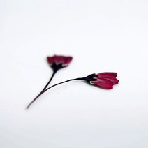 해당화 12송이 압화 압화공예, 작은12송이핑크와인