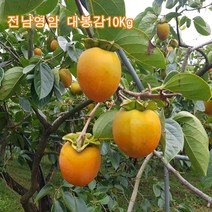 전남 영암 월출산 기를 먹고자란 꿀 영암 대봉감 10kg 46과~50과(소) 곶감용 25일부터 순차배송, 36~40과(대)선물용