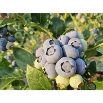 착한가격 광일농원 블루베리 결실주 묘목 2주 과수 유실수 과일나무 재배하기, 3년5치포트