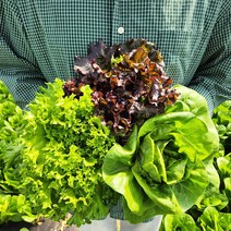 귀농한황씨 양평 산지직송 유러피안 샐러드 유럽 샐러드 쌈채소 1kg 5종, 유럽쌈채소  1kg