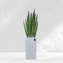 에코플랜트 대형화분 개업 거실 인테리어 실내 식물 카페 승진 사무실이전 화분 배송[서울.경기 평일 당일배송] <지방 및 영종도 가평 강화도 배송불가>, 20. 스투키 회색, 1개” class=”wr-img”></a></div>
</p></div>
</p></div>
</p></div>
<div class=