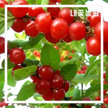 내꽃농원 앵두 결실주 R3cm