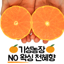 제주 기성농장 NO왁싱 천혜향 랜덤과 10kg 5kg 3kg 실속, 제주 기성농장 천혜향 실속 5kg 랜덤과(당도선별), 1개
