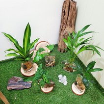 친환경 수경재배식물 공병 재사용 set 공기정화식물, 테이블야자
