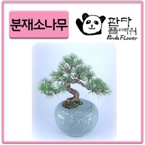 PFC009 해송소나무 소호 삼사무실 APT 서재/거실/베란다 인테리어소품 분재도자기 사돈 추석명절선물 추천
