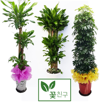 꽃친구 개업화분 개업선물 대형화분 행운목 홍콩야자 황금죽, 행운목 포장분, 물받이바퀴받침(10.000원)