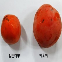 묘목/감나무] 야오끼/왕대봉 결실주 W1678, 감나무 야오끼/왕대봉 결실주(분), 1