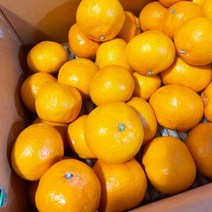 금귤 고당도 제주감귤농장 하우스감귤, 로얄소과 2.5KG