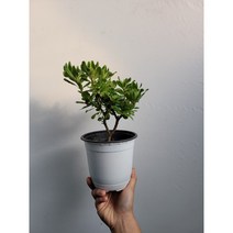 향기가만리까지 만리향 중품 25~40cm 79