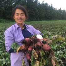 제주 무농약 햇 비트 10kg, 제주 무농약 햇비트 10 kg (상/26개 전후)