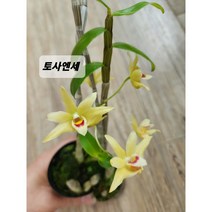 서양란 덴드로비움 토사엔세원종 2개묶음 석곡