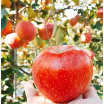 홍천사과 고랭지사과 아리수사과5kg 12/14 사과따기체험 사과다이어트 사과빵 사과잼 사과쥬스, 상세페이지 참조