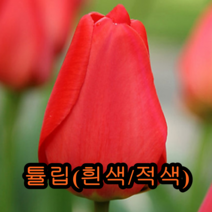 튤립 구근 알뿌리 (노랑5개+적색5개) 나무 묘목 튤립나무