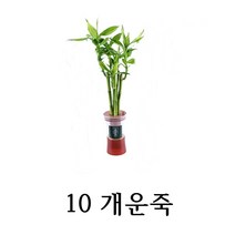 [수경재배] 관리가 쉬운 실내공기정화식물 10종 학교 사무실 어린이집, 10_개운죽(5대/화분/색상랜덤)