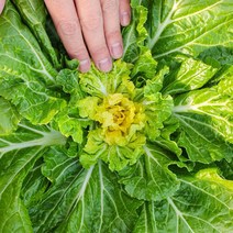 완도 봄동 1kg 3kg 5kg 10kg, 완도 봄동배추 1kg