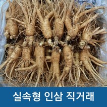 실속형 가정용5년근 인삼 350g 750g (오쿠용 홍삼용 실속인삼), 가정용난발삼750g (15-18뿌리)