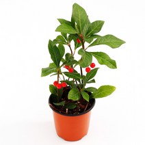 실내공기정화식물 120종 꽃 화분 미세먼지제거 아레카야자 해피트리 금전수, 모종포트, 천량금, 1개