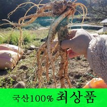 [금산도라지] 직접재배한 생도라지1kg >산지직송>국산도라지 약도라지 엑기스용 나물용 무침 정과용 배즙용 *국산100%*, 1개, 약도라지(최상품) 1kg