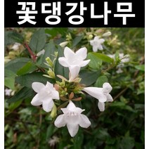 꽃댕강 키1m내외(분) 3개/나무 묘목/생울타리/조경용