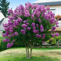 같이가치농원 백일홍나무 묘목 (자금령) 보라색꽃 삽목2년특묘