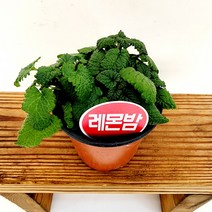 꽃나무팜 레몬밤 소품 허브식물 공기정화 노지월동 향기나는식물