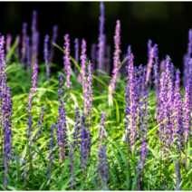 맥문동 조경수 원예 공원 화단 정원수 백합과 1판 24개 뿌리깊은나무농원